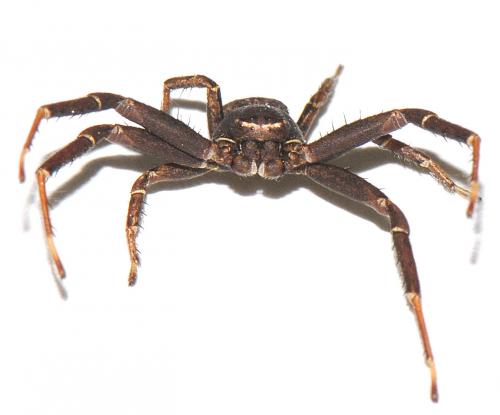 Xysticus acerbus